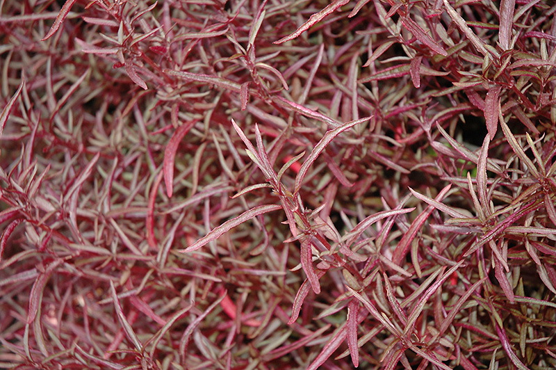 Red Threads Alternanthera (Alternanthera ficoidea 'Red Threads') at Green Thumb Nursery