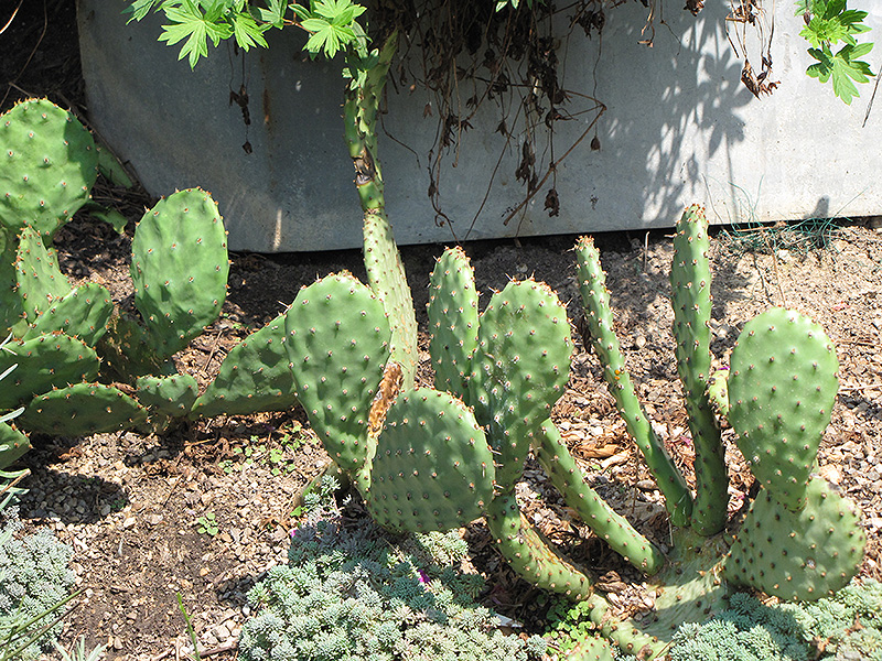 Beavertail Prickly Pear Cactus (Opuntia basilaris) at Green Thumb Nursery