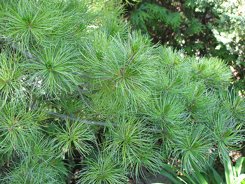 Japanese White Pine (Pinus parviflora) at Green Thumb Nursery
