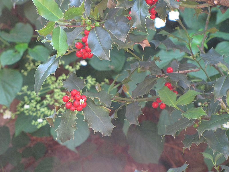 English Holly (Ilex aquifolium) at Green Thumb Nursery