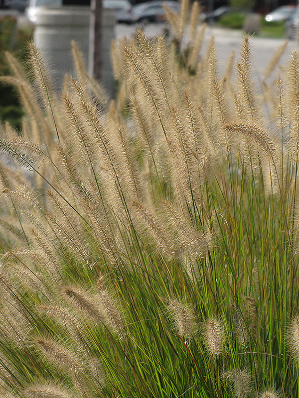 Hameln Dwarf Fountain Grass (Pennisetum alopecuroides 'Hameln') at Green Thumb Nursery