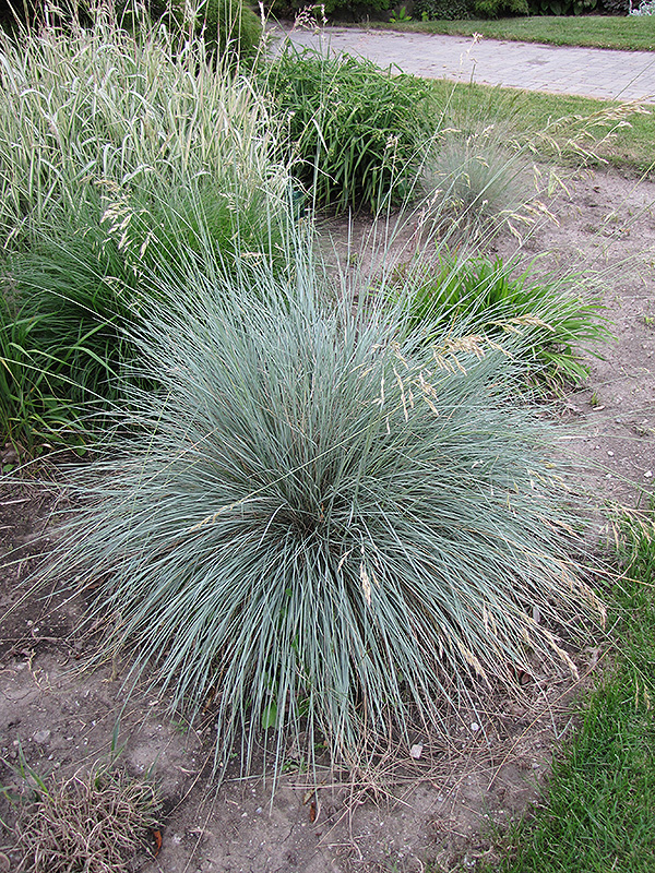 Blue Oat Grass (Helictotrichon sempervirens) at Green Thumb Nursery