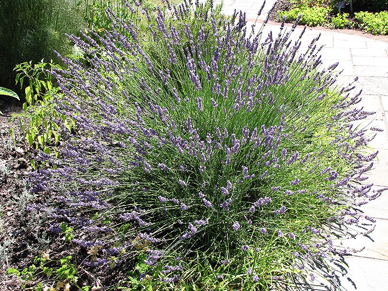 Grosso Lavender (Lavandula x intermedia 'Grosso') at Green Thumb Nursery