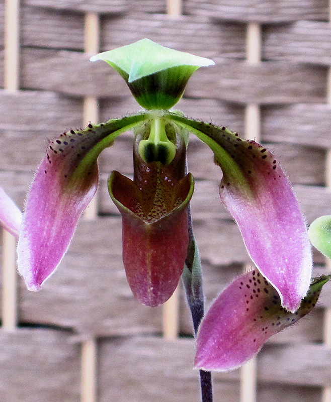 Appleton's Orchid (Paphiopedilum appletonianum) at Green Thumb Nursery
