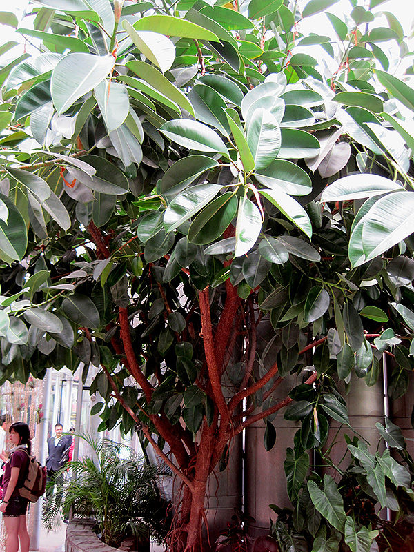 Rubber Tree (Ficus elastica) at Green Thumb Nursery
