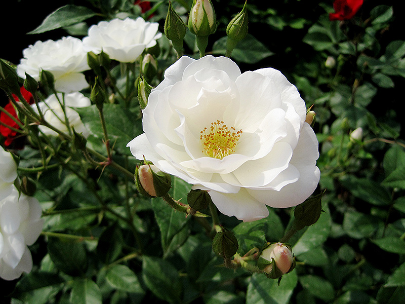 White Simplicity Rose (Rosa 'White Simplicity') at Green Thumb Nursery