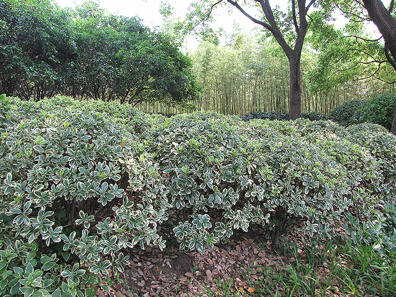 Silver King Euonymus (Euonymus japonicus 'Silver King') at Green Thumb Nursery