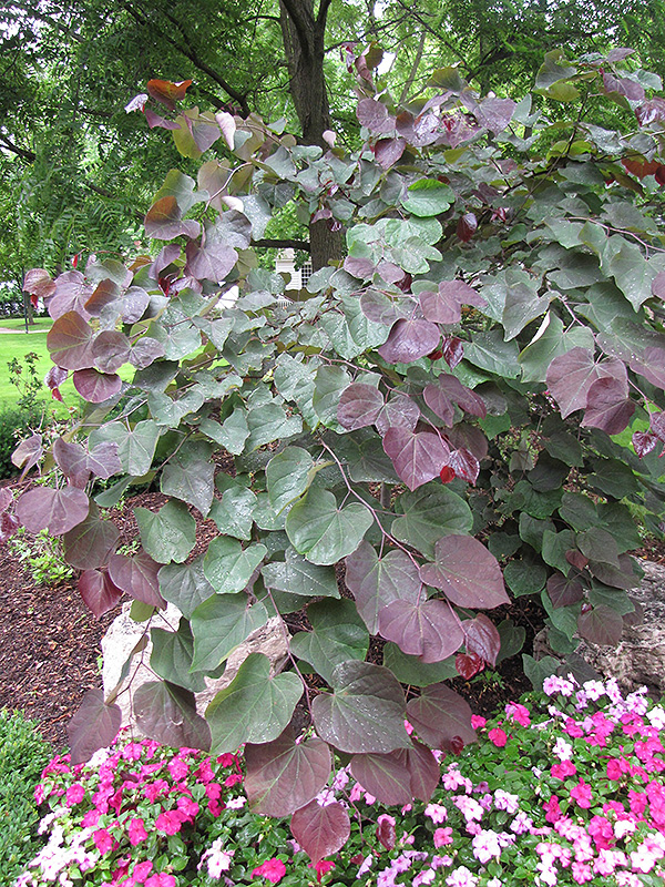 Forest Pansy Redbud (Cercis canadensis 'Forest Pansy') at Green Thumb Nursery