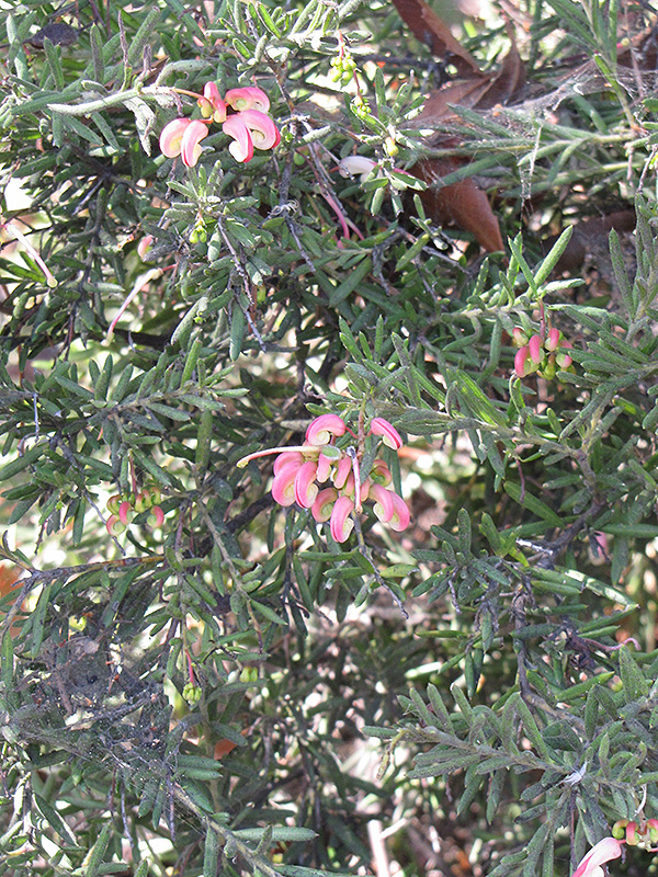 Rosemary Grevillea (Grevillea rosmarinifolia) at Green Thumb Nursery