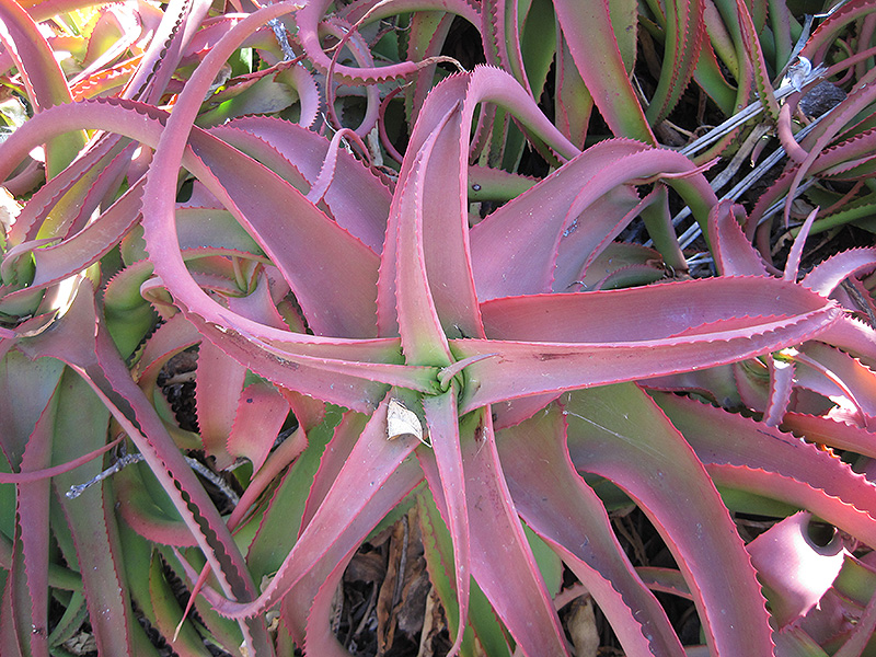Red Aloe (Aloe cameronii) at Green Thumb Nursery