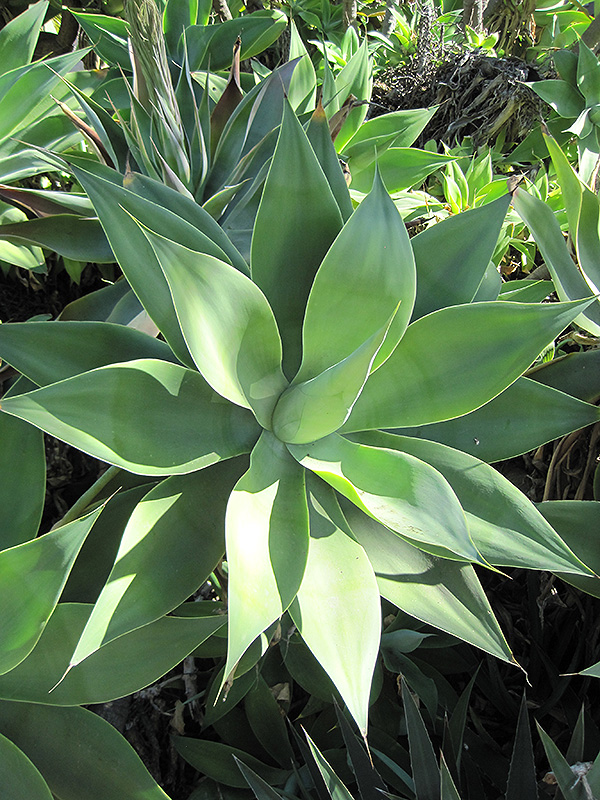 Boutin Blue Foxtail Agave (Agave attenuata 'Boutin Blue') at Green Thumb Nursery