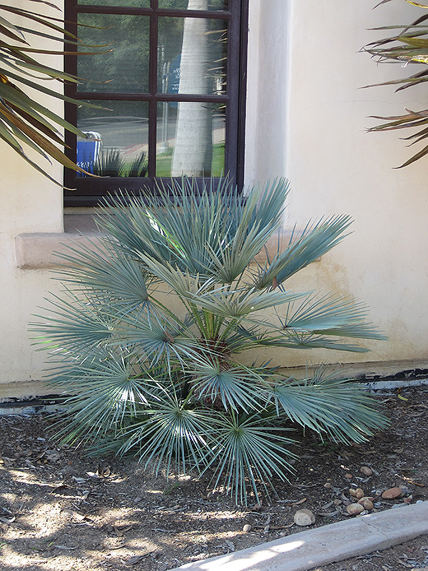 Blue Mediterranean Fan Palm (Chamaerops humilis var. cerifera) at Green Thumb Nursery