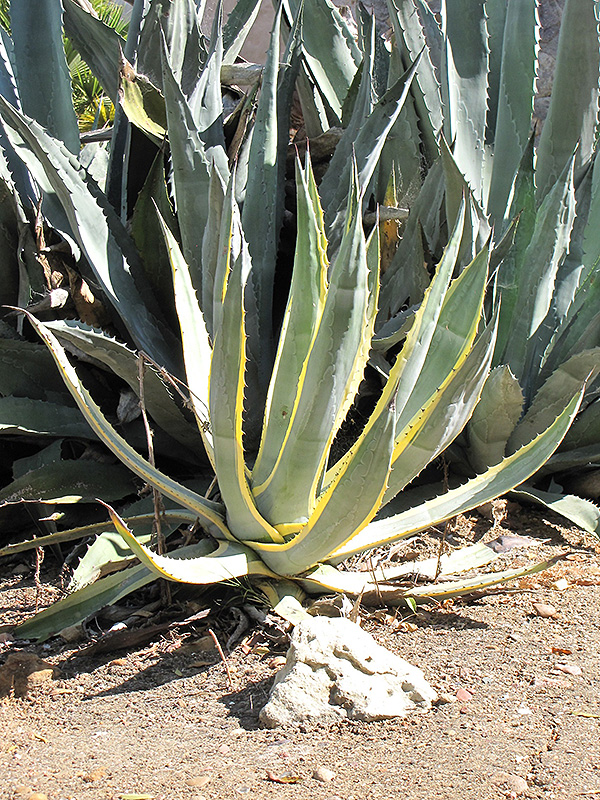 Variegated Century Plant (Agave americana 'Marginata') at Green Thumb Nursery