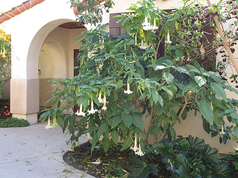 Double White Angel's Trumpet (Brugmansia x candida 'Double White') at Green Thumb Nursery