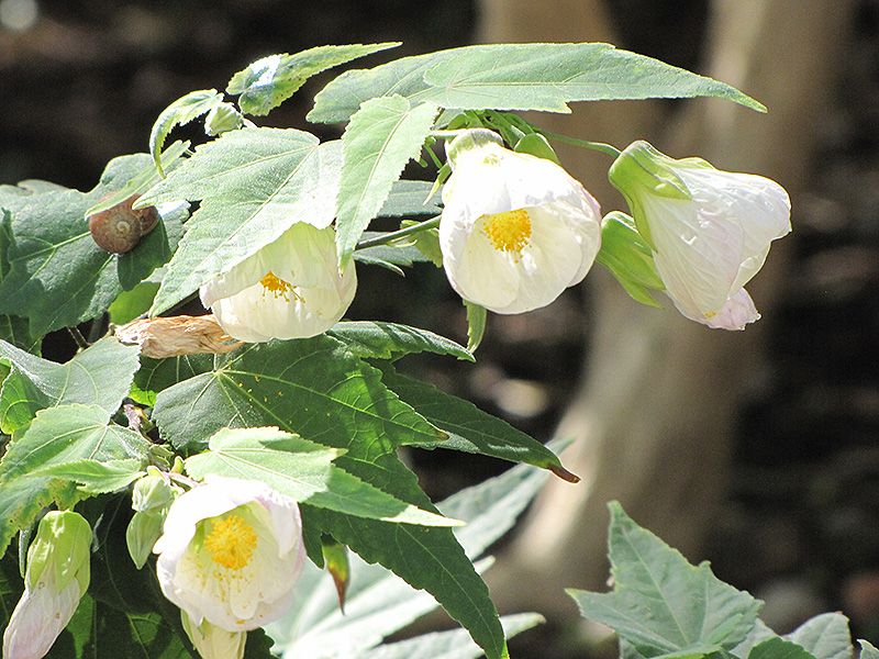 White Flowering Maple (Abutilon x hybridum 'Albus') at Green Thumb Nursery