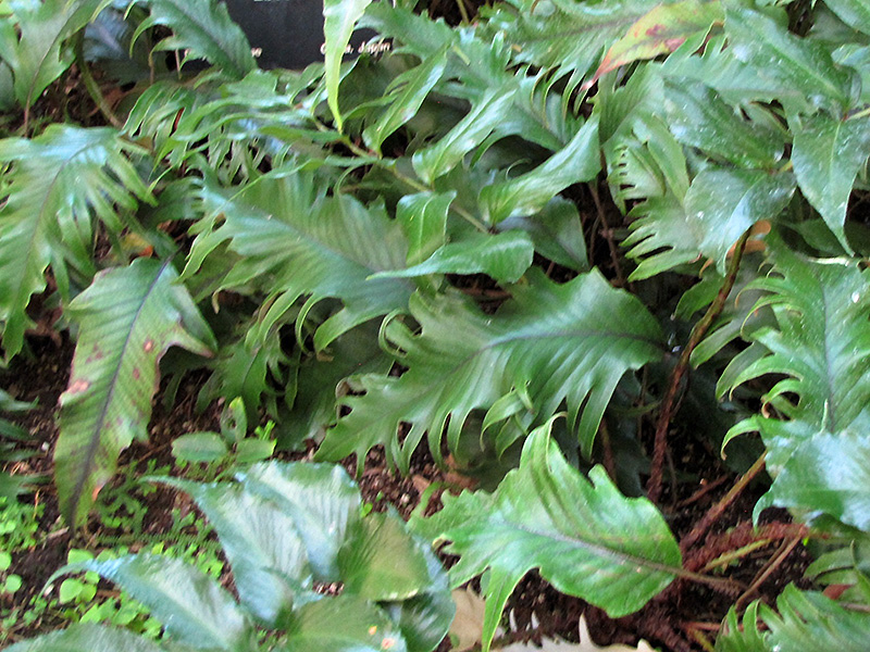 Hiryu Tongue Fern (Pyrrosia lingua 'Hiryu') at Green Thumb Nursery