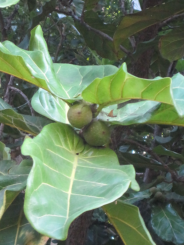 Fiddle Leaf Fig (Ficus lyrata) at Green Thumb Nursery