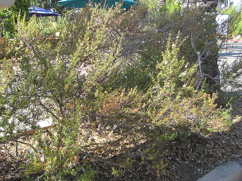 Snow Flake Tea-Tree (Leptospermum scoparium 'Snow Flake') at Green Thumb Nursery