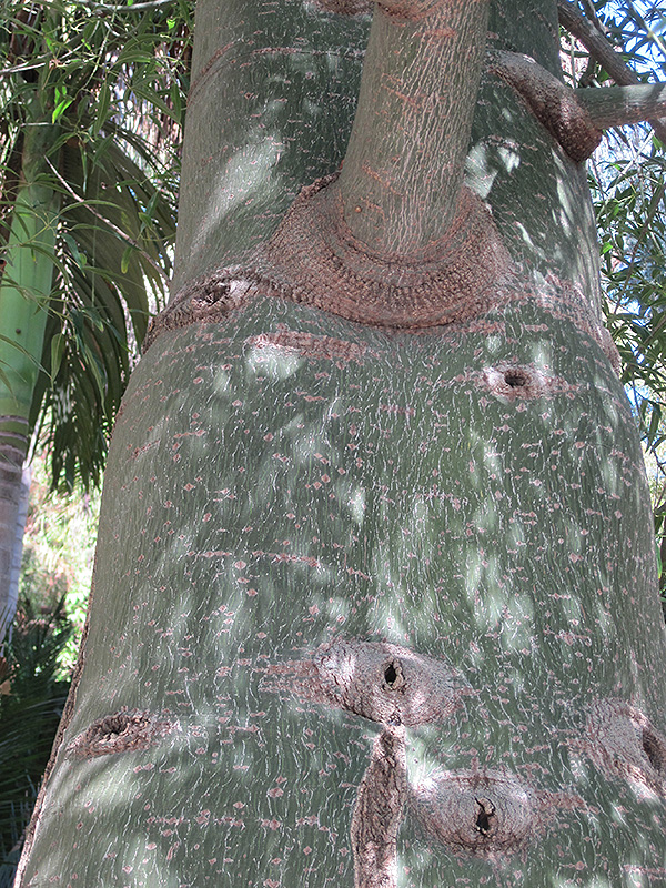 Queensland Bottle Tree (Brachychiton rupestris) at Green Thumb Nursery