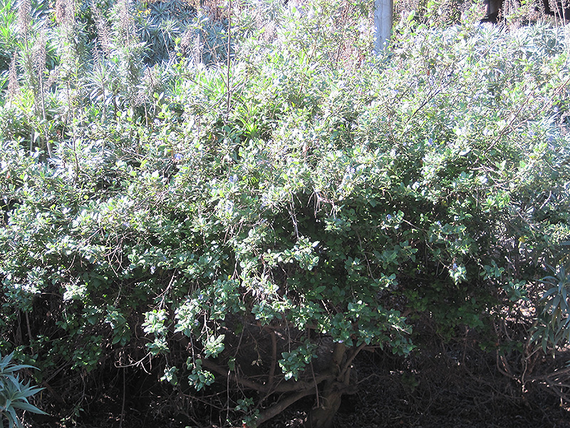 Concha California Lilac (Ceanothus 'Concha') at Green Thumb Nursery