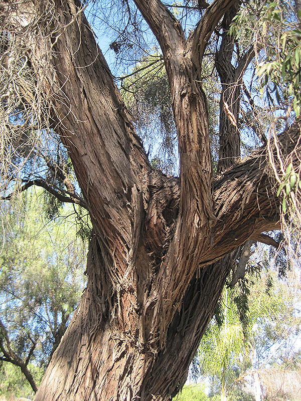 Peppermint Tree (Agonis flexuosa) at Green Thumb Nursery