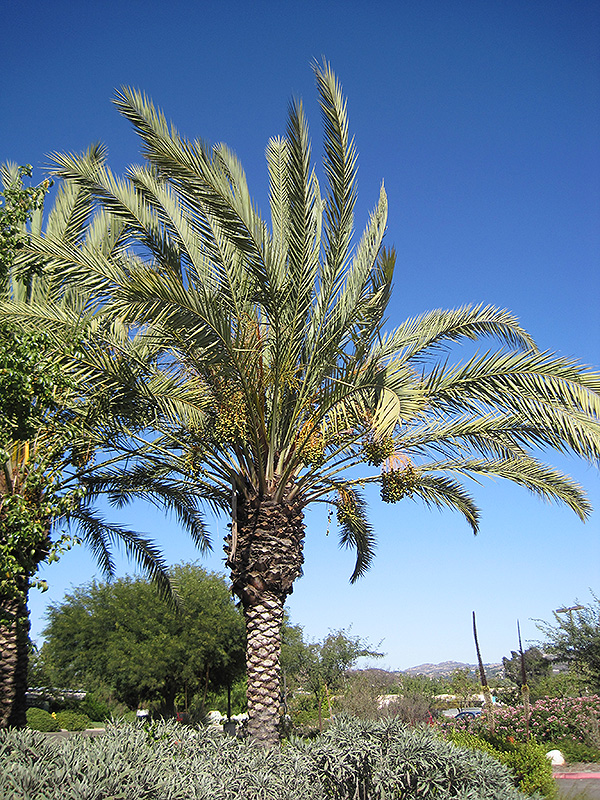 Date Palm (Phoenix dactylifera) at Green Thumb Nursery