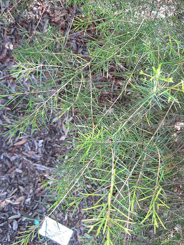 Geraldton Waxflower (Chamelaucium uncinatum) at Green Thumb Nursery