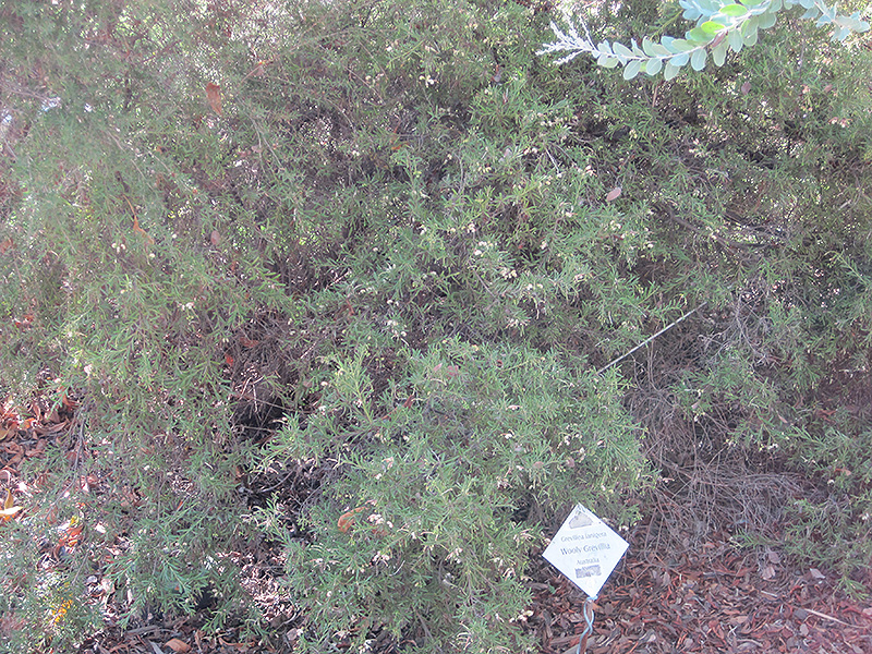 Woolly Grevillea (Grevillea lanigera) at Green Thumb Nursery