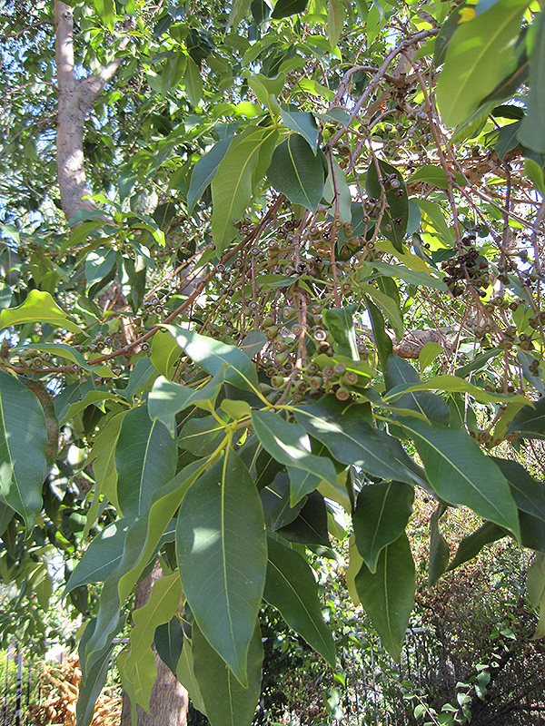 Brisbane Box (Lophostemon confertus) at Green Thumb Nursery