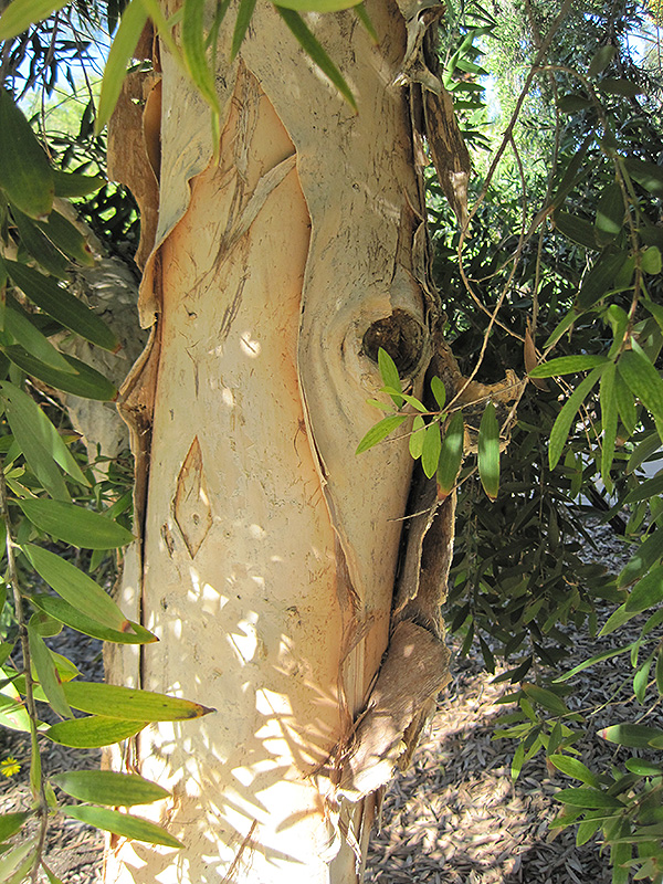 River Tea Tree (Melaleuca quinquenervia) at Green Thumb Nursery