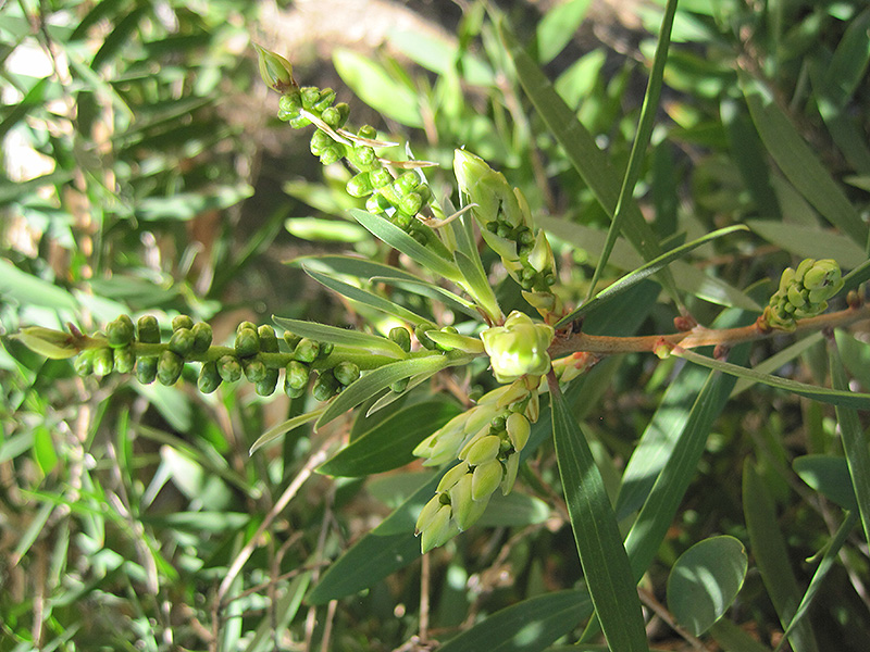River Tea Tree (Melaleuca quinquenervia) at Green Thumb Nursery