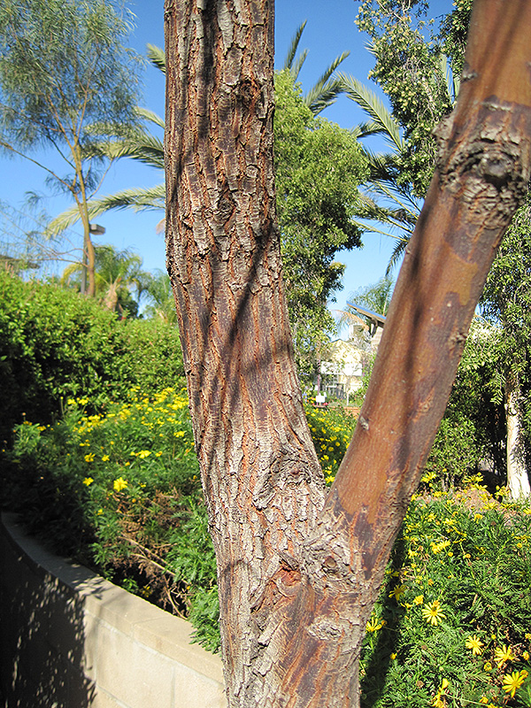 Shoestring Acacia (Acacia stenophylla) at Green Thumb Nursery