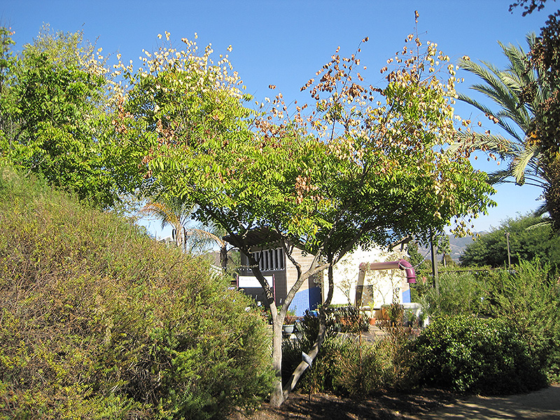Chinese Flame Tree (Koelreuteria bipinnata) at Green Thumb Nursery