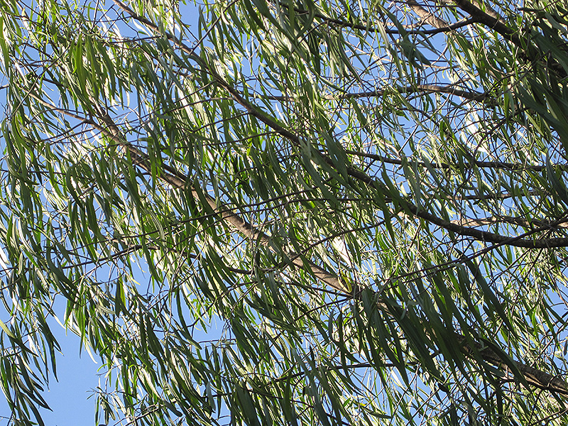 Australian Willow (Geijera parviflora) at Green Thumb Nursery