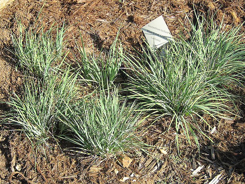 Californian Blue-Eyed Grass (Sisyrinchium bellum) at Green Thumb Nursery