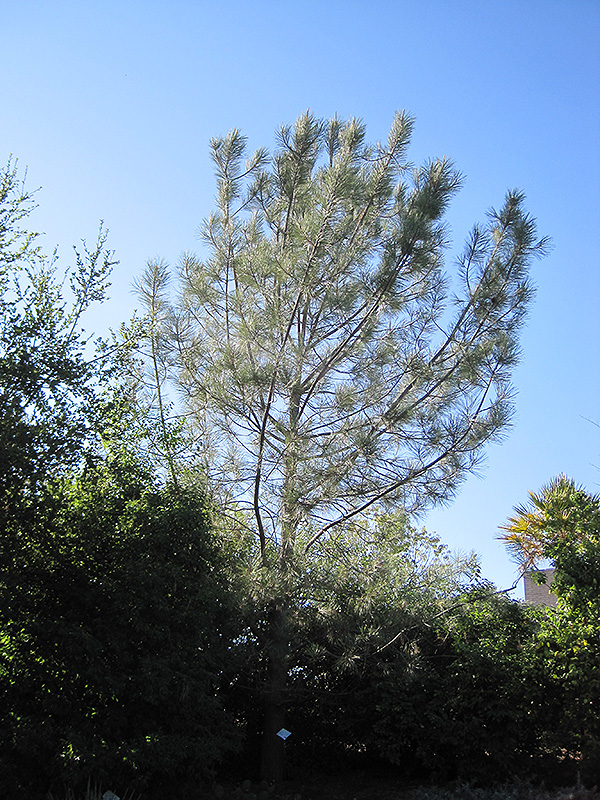 Torrey Pine (Pinus torreyana) at Green Thumb Nursery