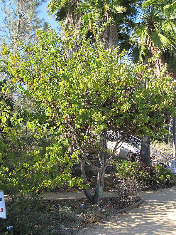 Western Redbud (Cercis occidentalis) at Green Thumb Nursery