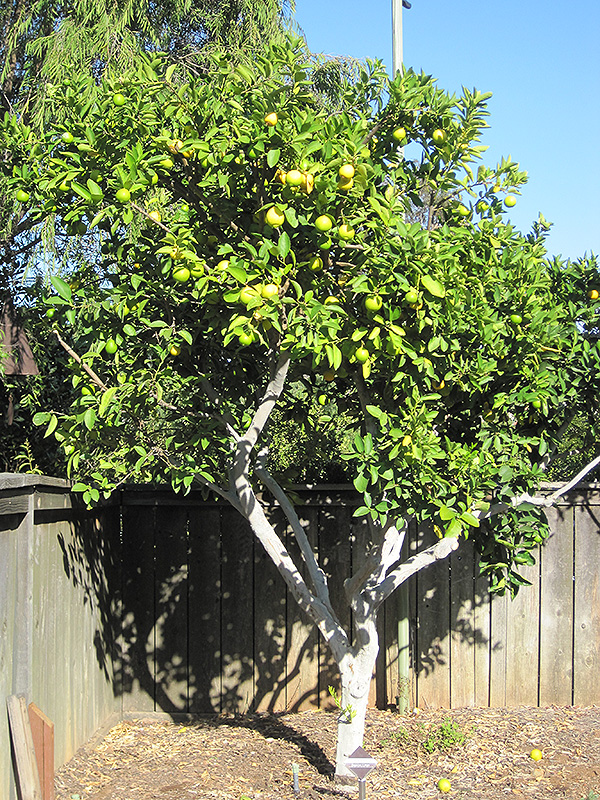 Persian Lime (Citrus x latifolia) at Green Thumb Nursery