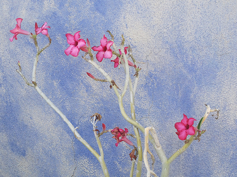 Desert Rose (Adenium obesum) at Green Thumb Nursery