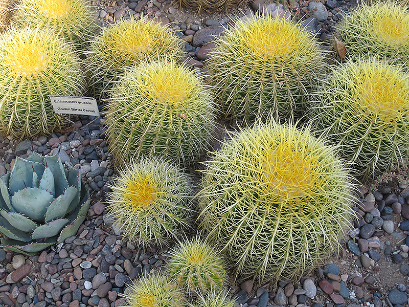 Golden Barrel Cactus (Echinocactus grusonii) at Green Thumb Nursery