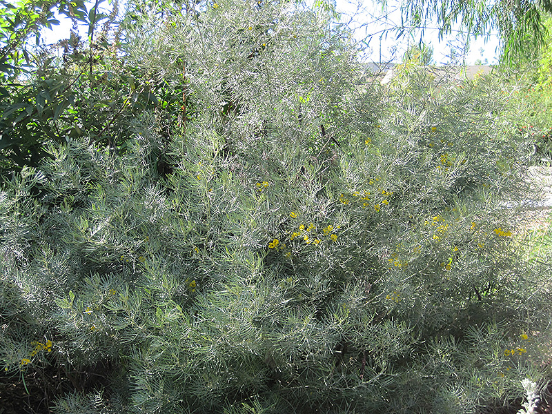 Feathery Cassia (Senna artemisioides) at Green Thumb Nursery