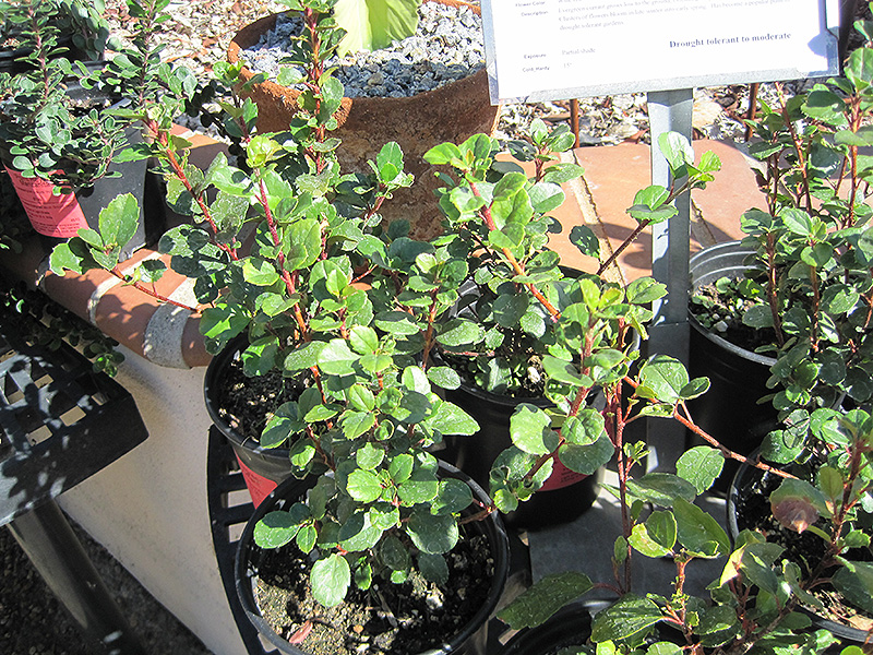 Evergreen Currant (Ribes viburnifolium) at Green Thumb Nursery