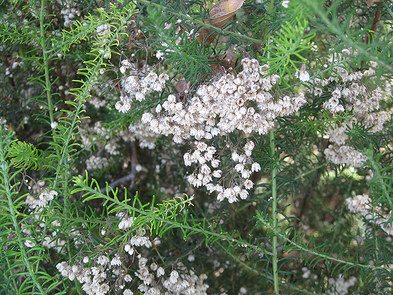 Rice Flower (Ozothamnus diosmifolius) at Green Thumb Nursery