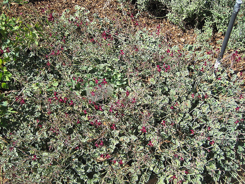 South African Geranium (Pelargonium sidoides) at Green Thumb Nursery