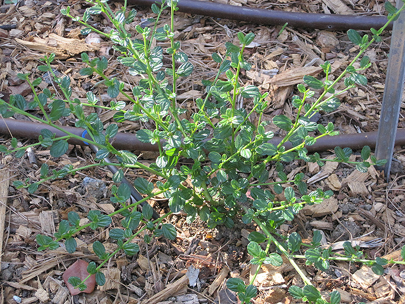 Skylark California Lilac (Ceanothus thyrsiflorus 'Skylark') at Green Thumb Nursery