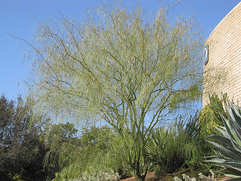 Desert Willow (Chilopsis linearis) at Green Thumb Nursery