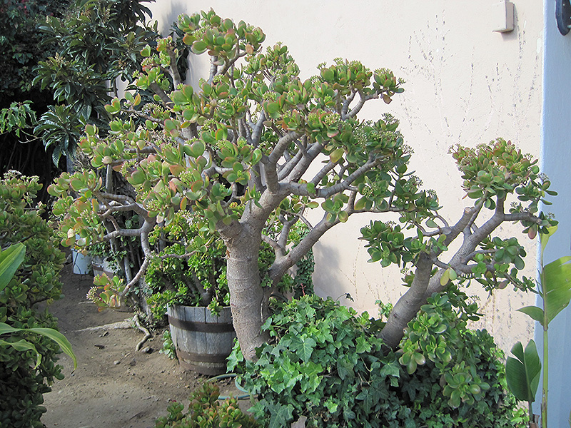 Jade Plant (Crassula ovata) at Green Thumb Nursery