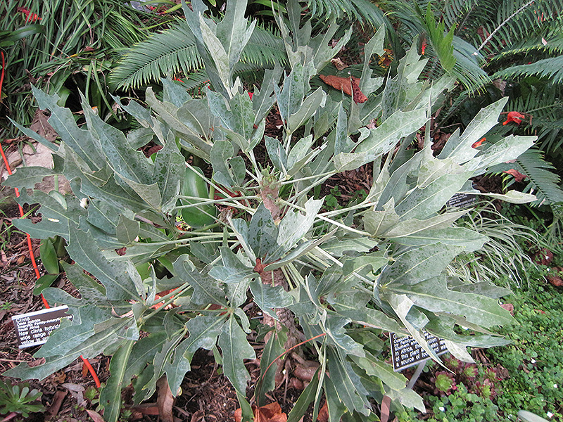 Mountain Cabbage Tree (Cussonia paniculata) at Green Thumb Nursery