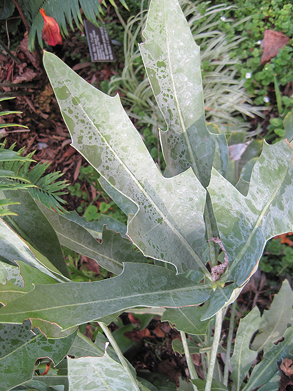 Mountain Cabbage Tree (Cussonia paniculata) at Green Thumb Nursery