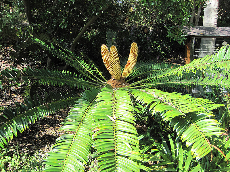 Natal Cycad (Encephalartos natalensis) at Green Thumb Nursery